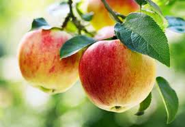 Fresh Apple