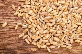Wheat